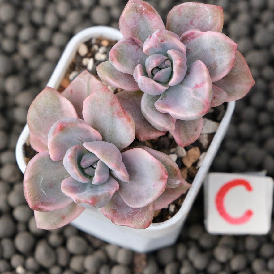 Variegated Graptoveria Mrs. Richards Imported Succulent Plant