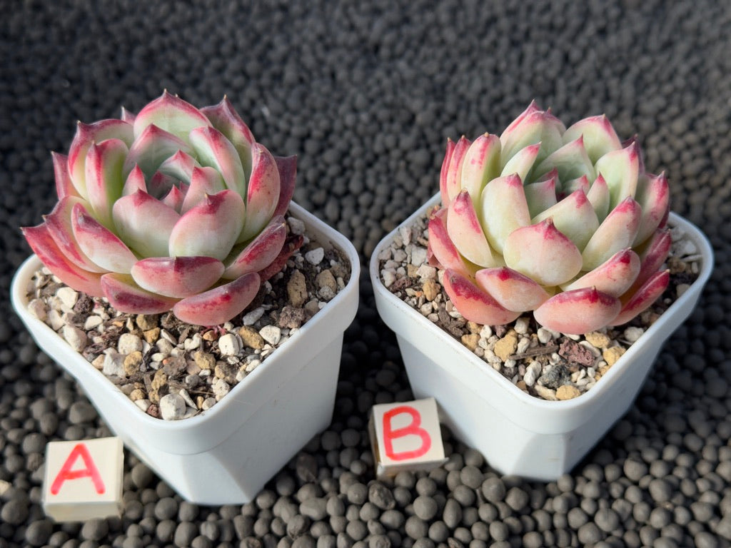 Echeveria Lion Heart Korean Succulent Plant