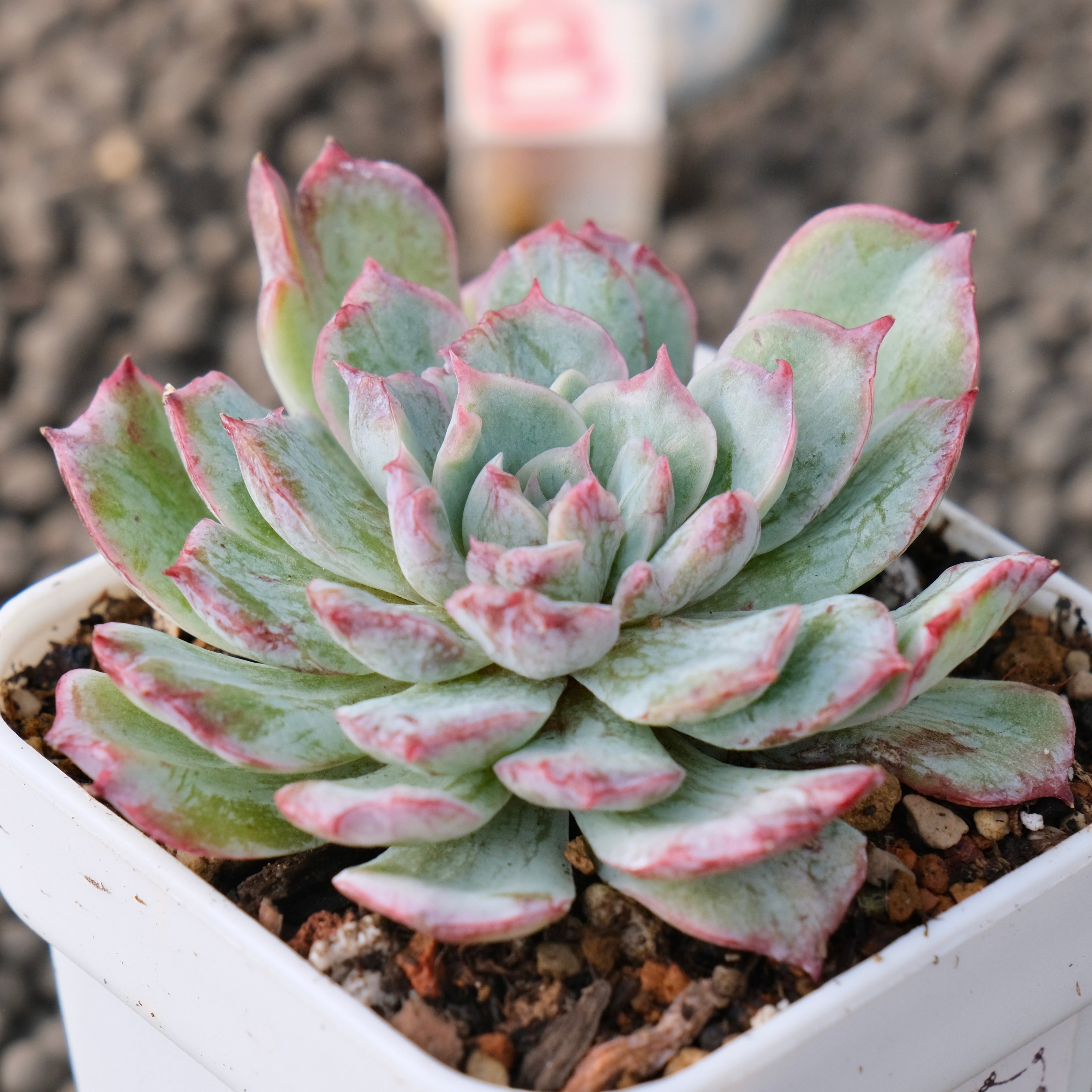 Variegated Echeveria Nova Rain Korean Succulent Plant Changhee Hybrid