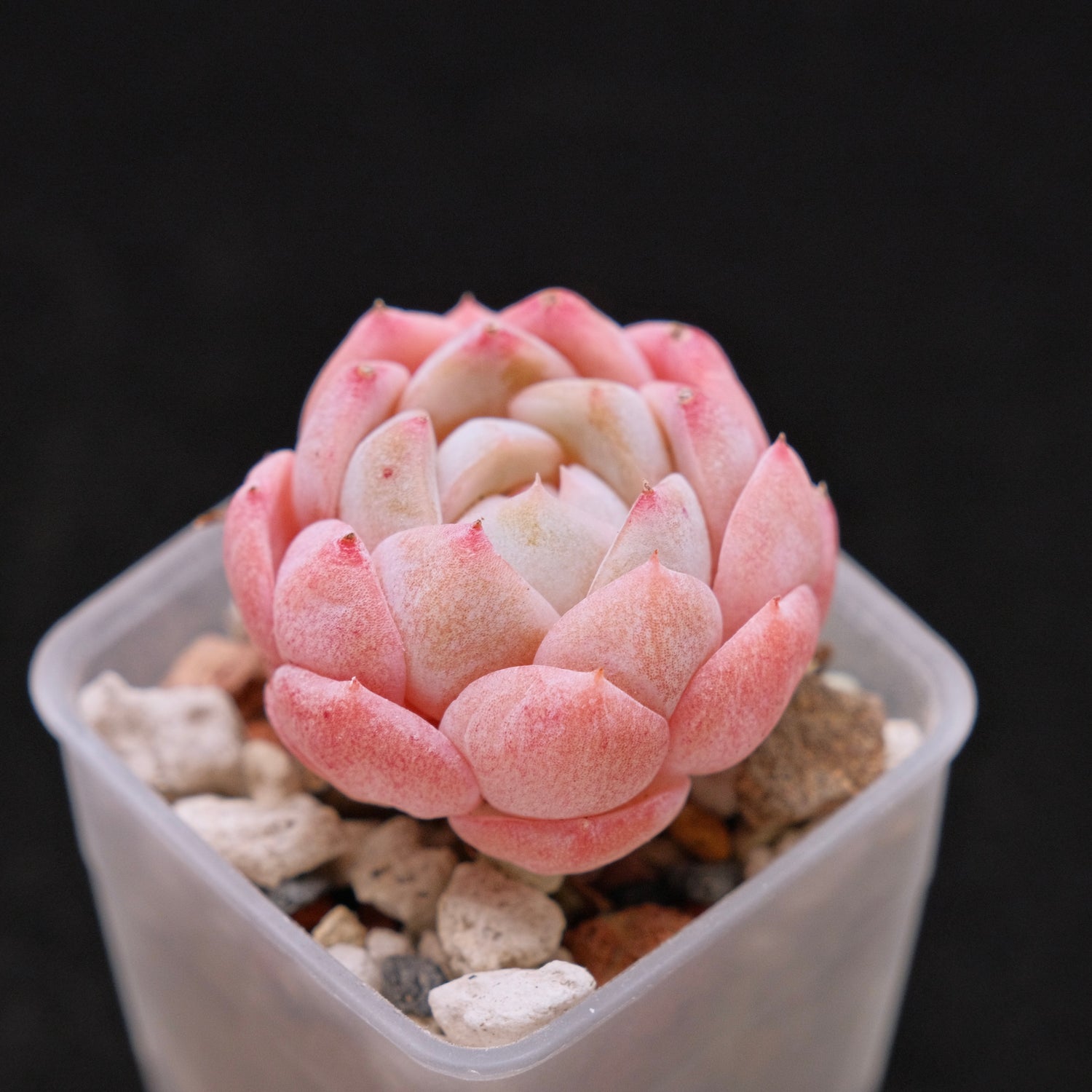 succulent strawberry Echeveria Strawberry Jam (Small) Imported Succulent Plant *New* 草莓果酱 – Succielife