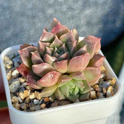 Echeveria Enamel Korean Succulent Plant