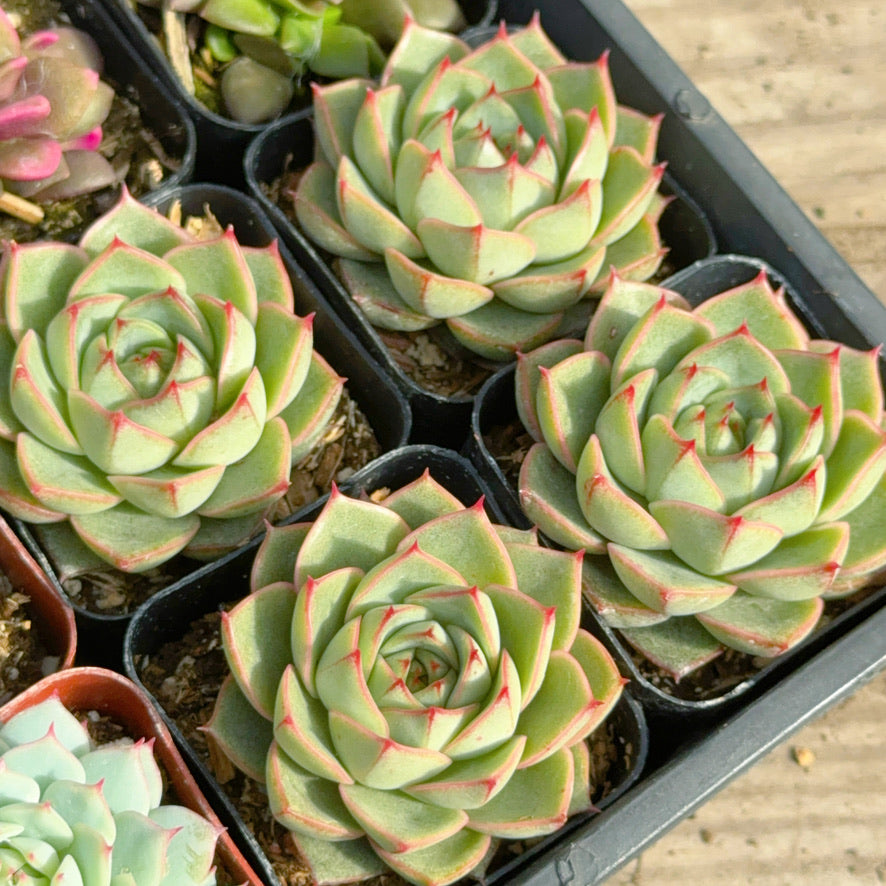 Echeveria Fabiola Succulent Plant