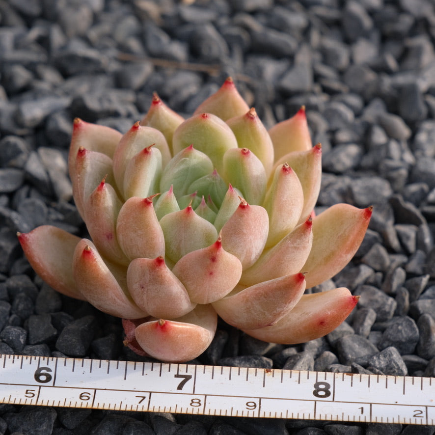Echeveria Pantheon Korean Succulent Plant Rare Hwaga hybrid
