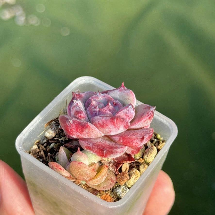 succulents colorado Echeveria Colorado baby Korean Succulent Plant Changee hybrid – Succielife