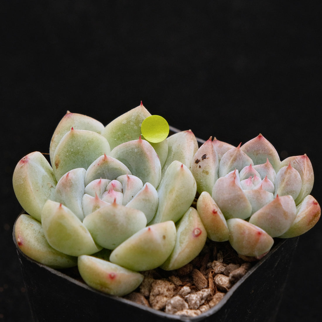 Echeveria Alba Beauty Korean Succulent Plant