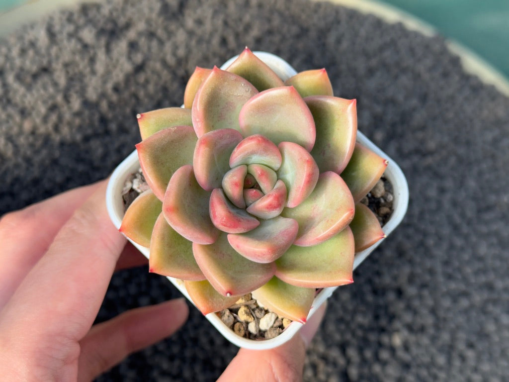 Echeveria Hybrid Korean Succulent Plant