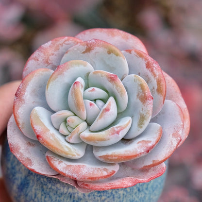 Echeveria laui Imported Succulent Plant