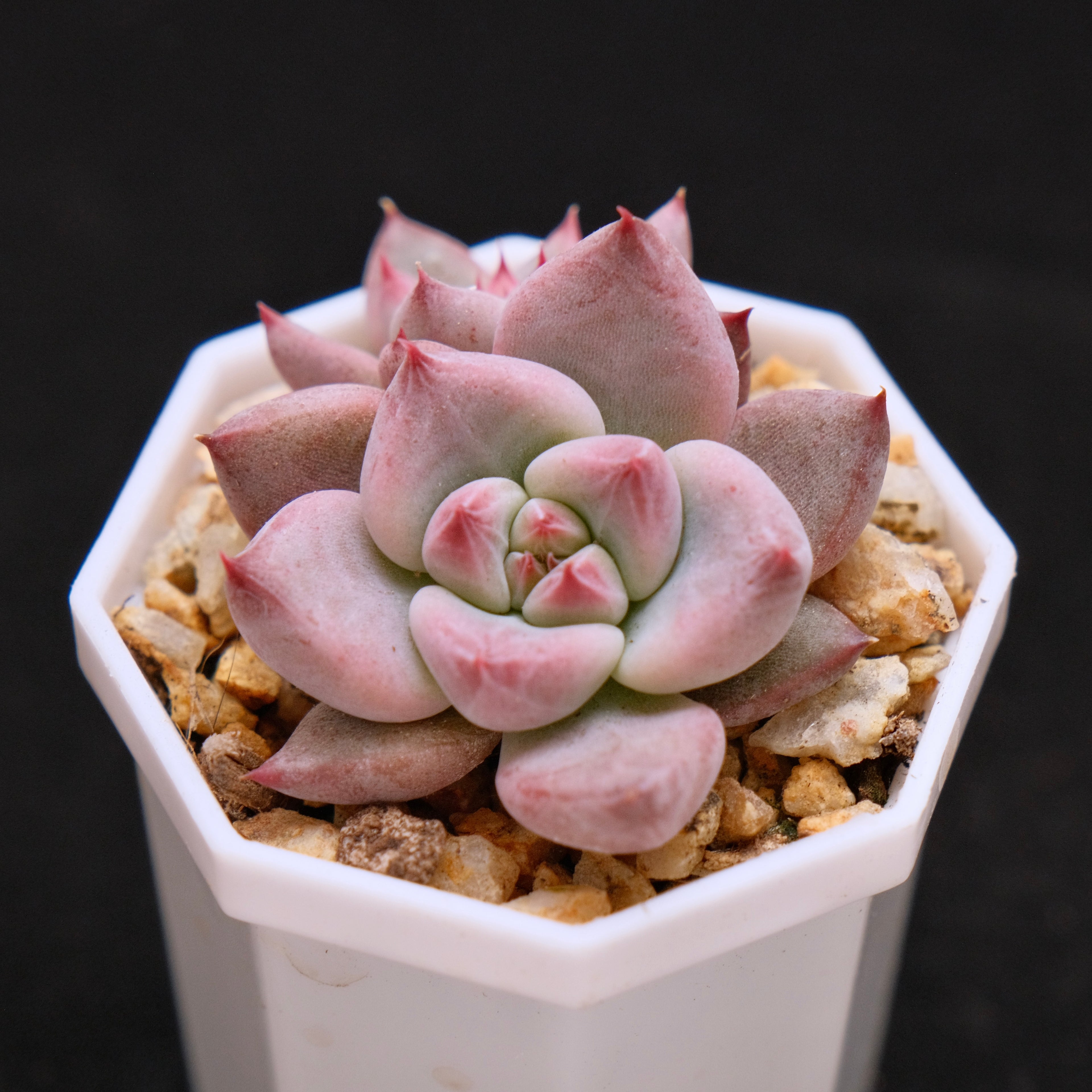 Echeveria Peña babies Korean Succulent Plant