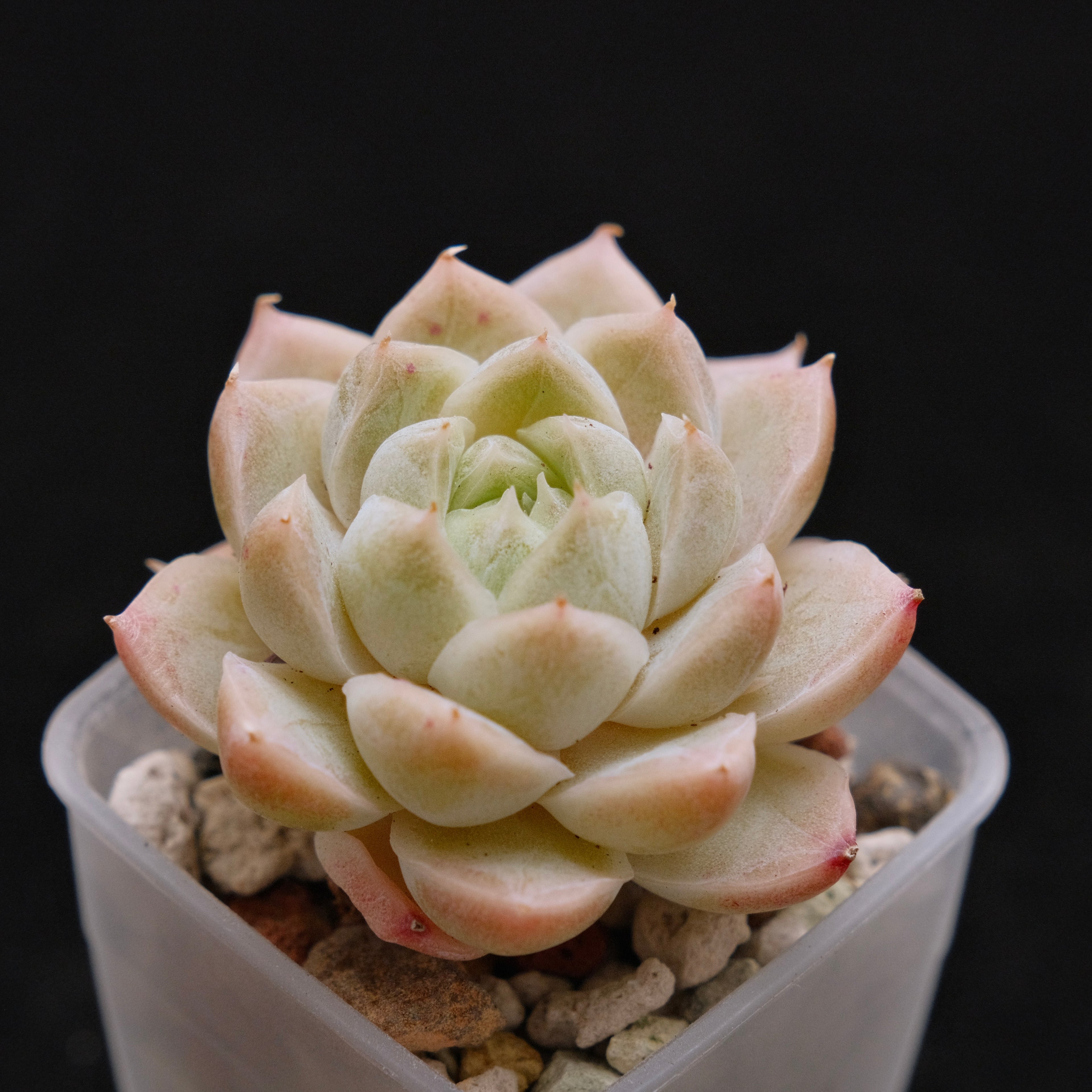 Echeveria hybrid imported Succulent Plant
