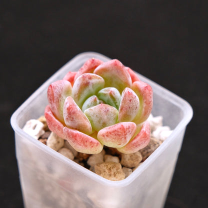 Echeveria Phantom of Pink baby Korean Succulent Plant