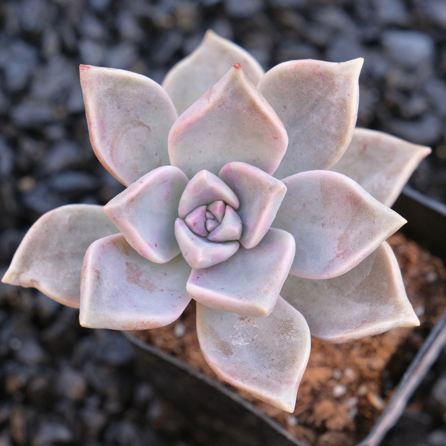 Graptopetalu Paraguayense Locally Grown Succulent Plant