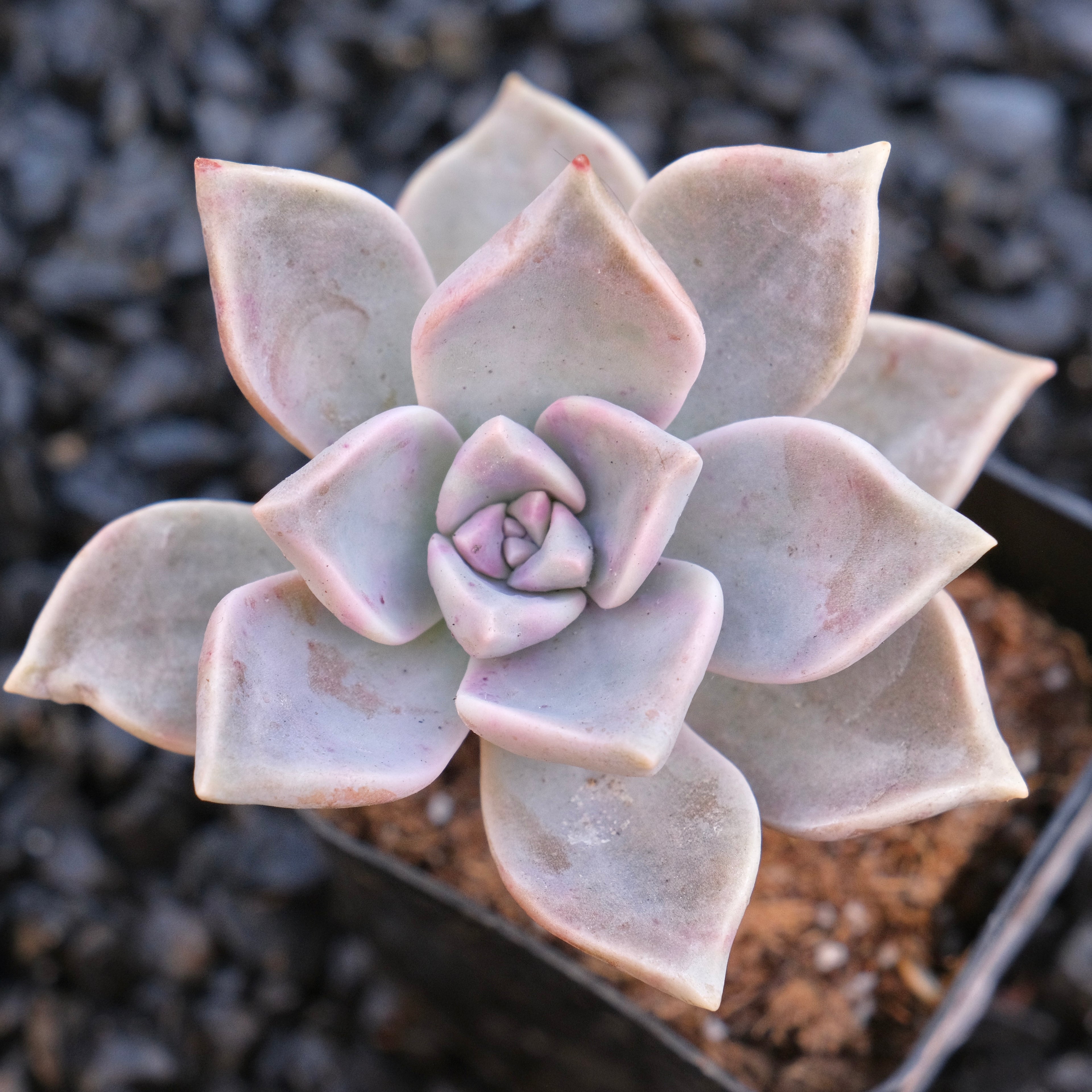 Graptopetalu Paraguayense Locally Grown Succulent Plant