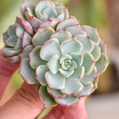 Echeveria Saracina cluster Korean Succulent Plant Changhee hybrid