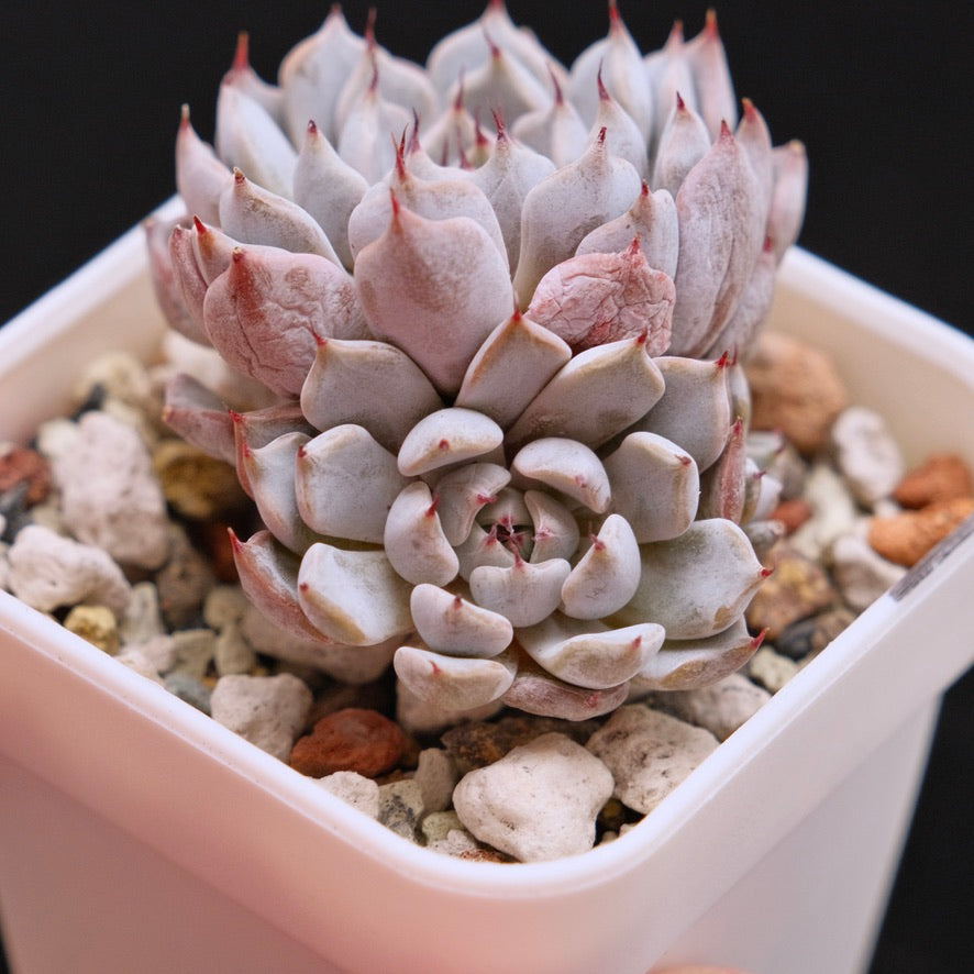 Echeveria Grey Rosa Korean Succulent Plant Hwaga hybrid