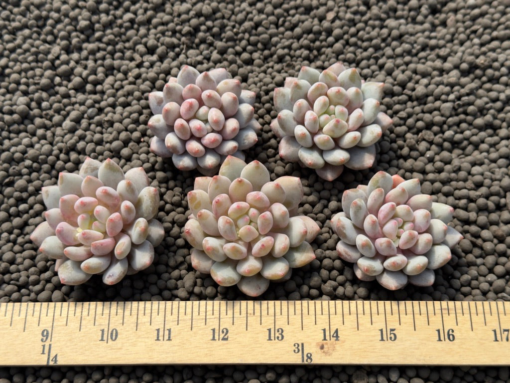 succulent wild love Sedeveria Sweet Love Imported Succulent Plant – Succielife
