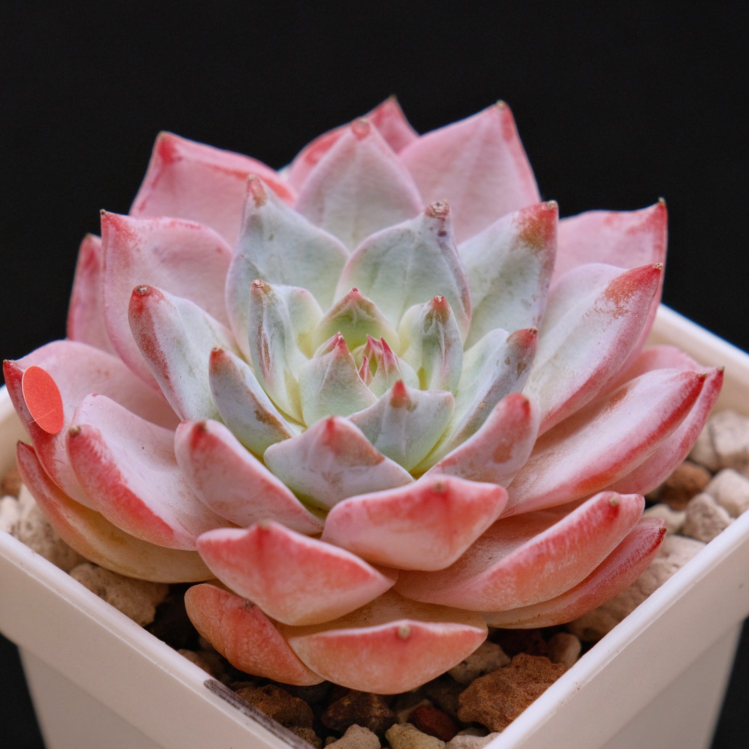 Echeveria Blue Bird Korean Succulent Plant