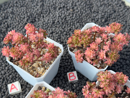 Variegated Aeonium sedifolium Korean Succulent Plant