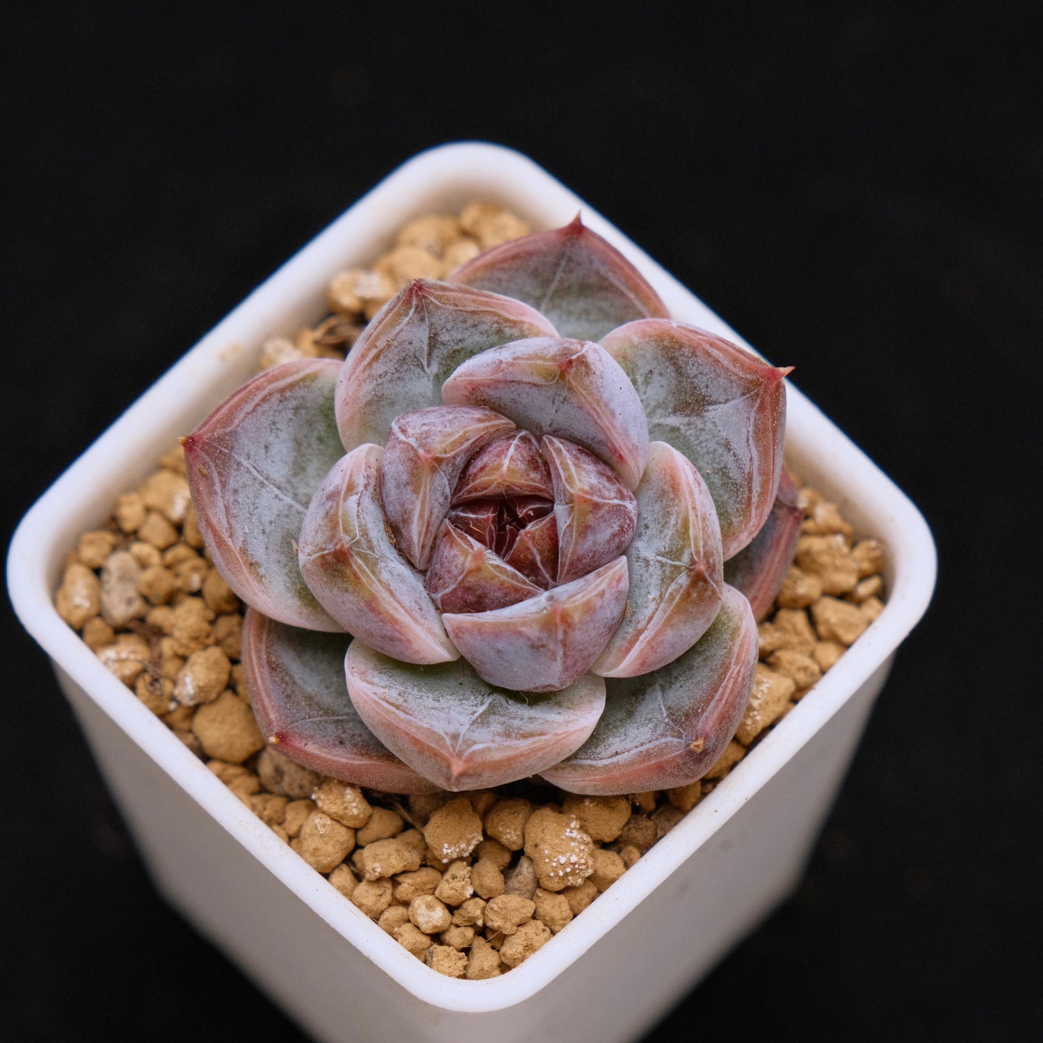 Echeveria Angels Kiss baby Korean Succulent Plant