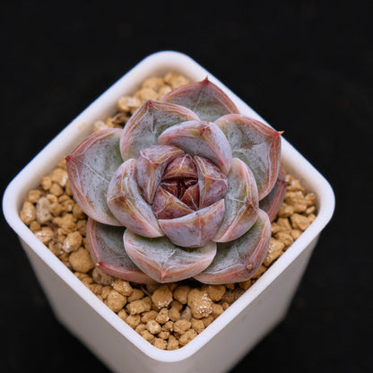 Echeveria Angels Kiss baby Korean Succulent Plant