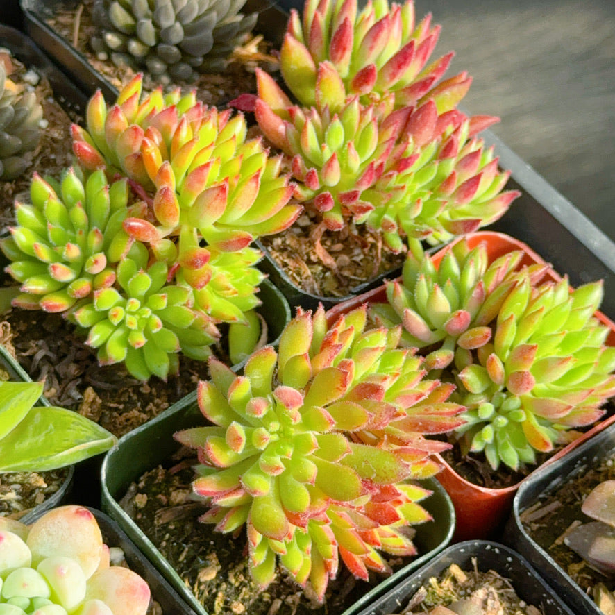 Echeveria Spruce Oliver Succulent Plant