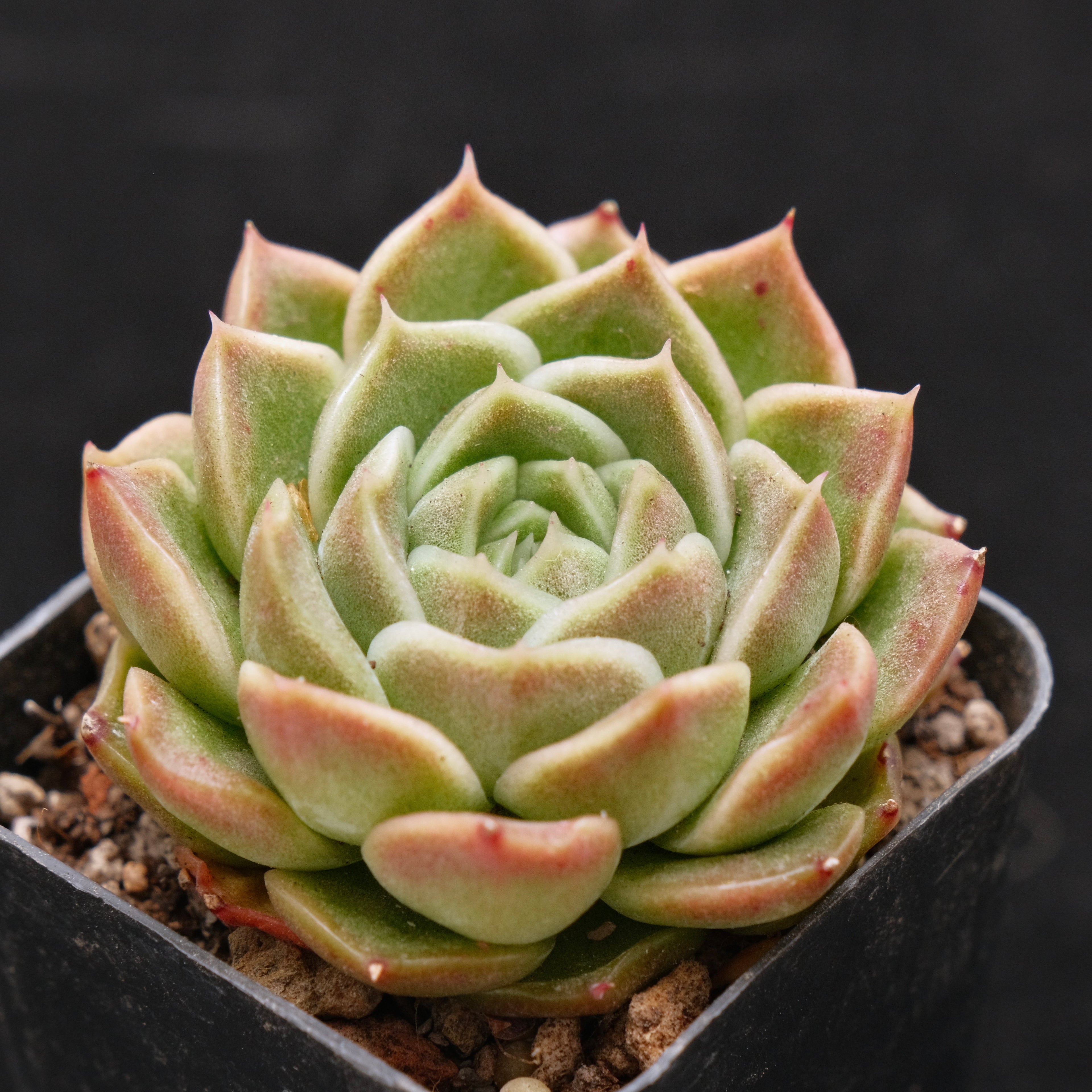Echeveria Tom Boy Korean Succulent Plant Changhee hybrid