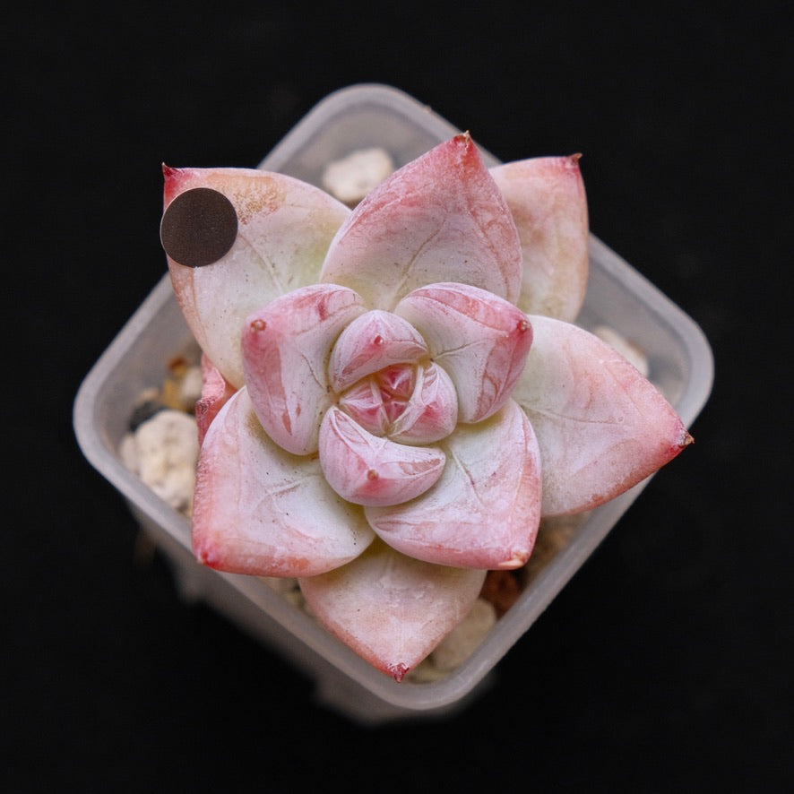 Echeveria Midnight Korean Succulent Plant