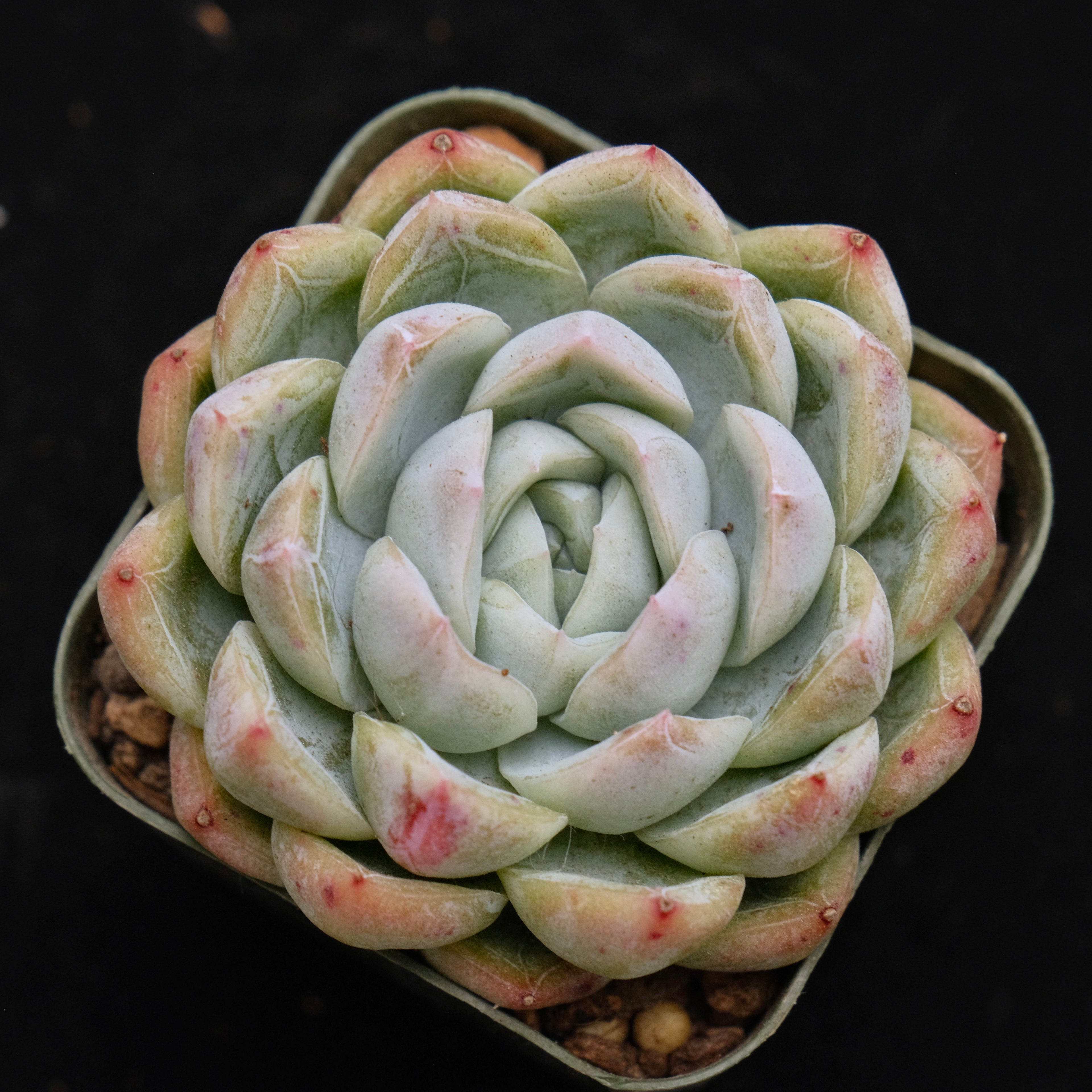 Echeveria hybrid Korean Succulent Plant