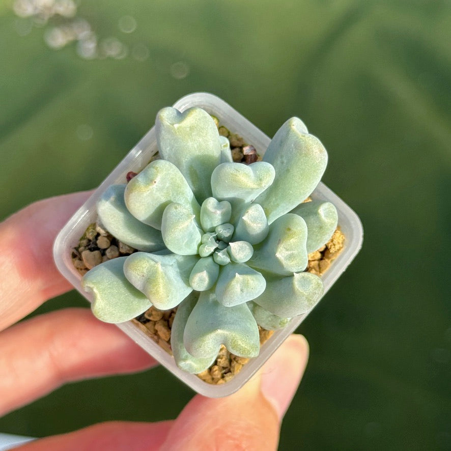 Echeveria Long Fingers Korean Succulent Plant