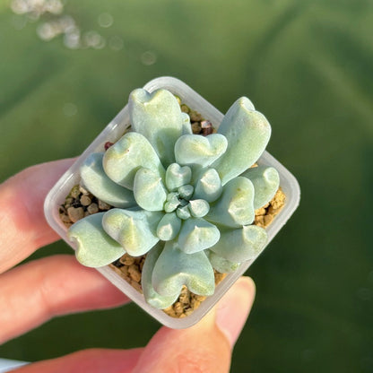 Echeveria Long Fingers Korean Succulent Plant
