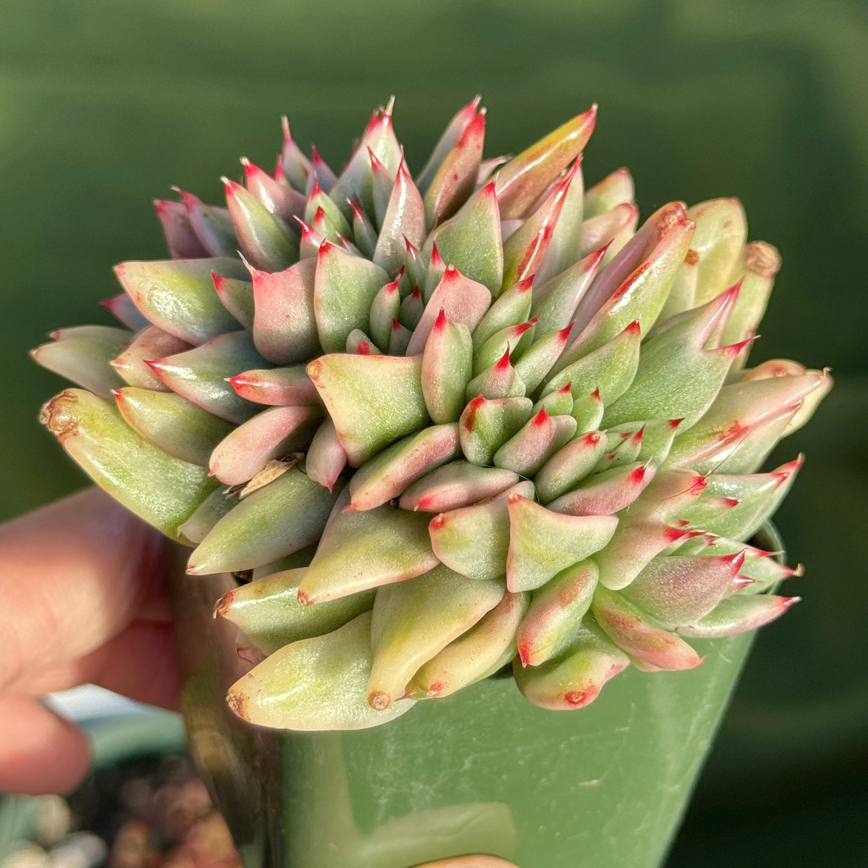 Variegated Echeveria Elkhorn cristata Korean Succulent Plant