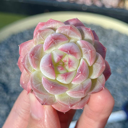Echeveria Mystery Hybrid Succulent Plant B