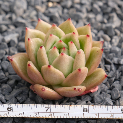 Echeveria Maria Succulent Plant