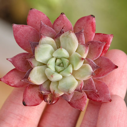 Echeveria Ametrine No. 2 Korean Succulent Plant Rare Hwaga hybrid