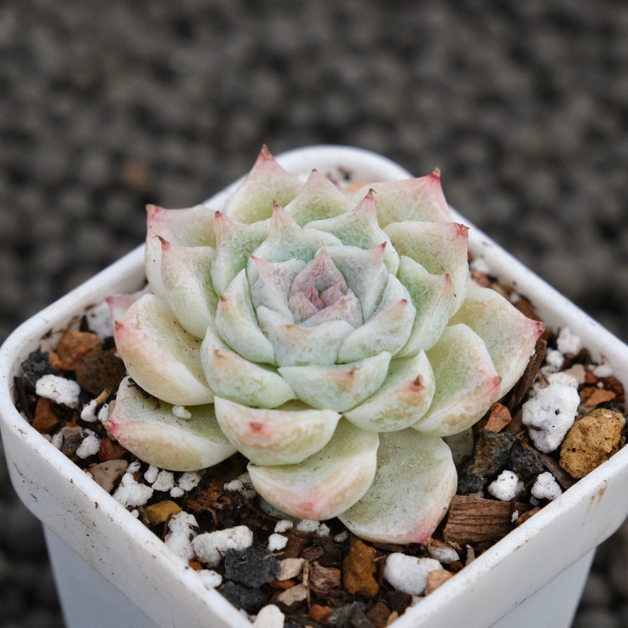 Echeveria Remember U Korean Succulent Plant Hwaga Hybrid