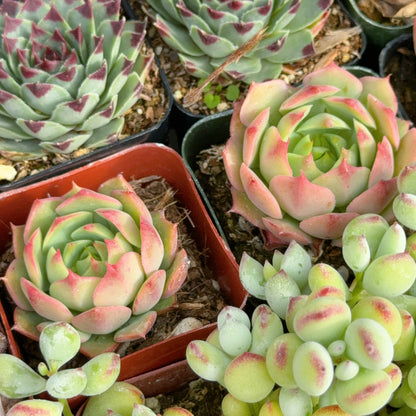 Echeveria Ramillette Succulent Plant