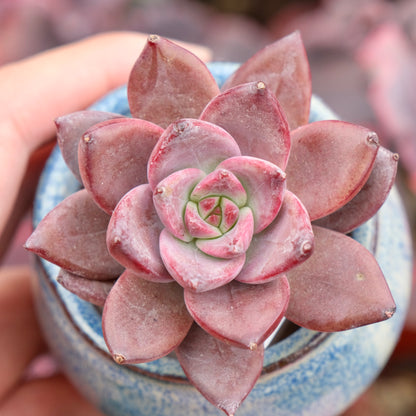 Echeveria Red Sun Imported Succulent Plant