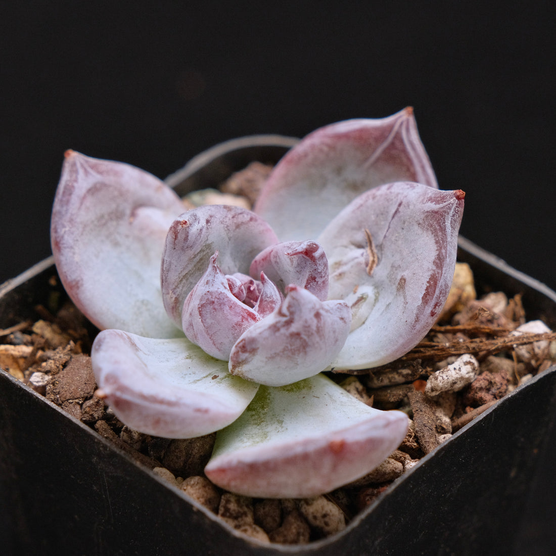 Echeveria Black Sabbath Korean Succulent Plant