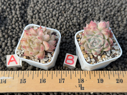 Echeveria Pink Flow Korean Succulent Plant Hwaga Hybrid