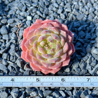 Echeveria Rosé Succulent Plant G