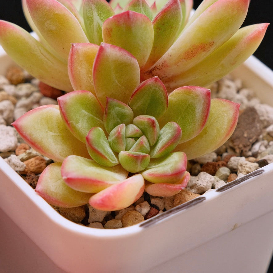 Echeveria Barbara double Korean Succulent Plant
