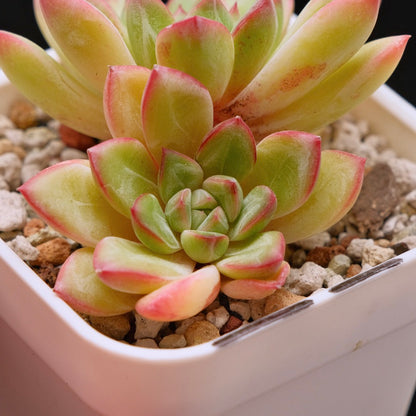 Echeveria Barbara double Korean Succulent Plant