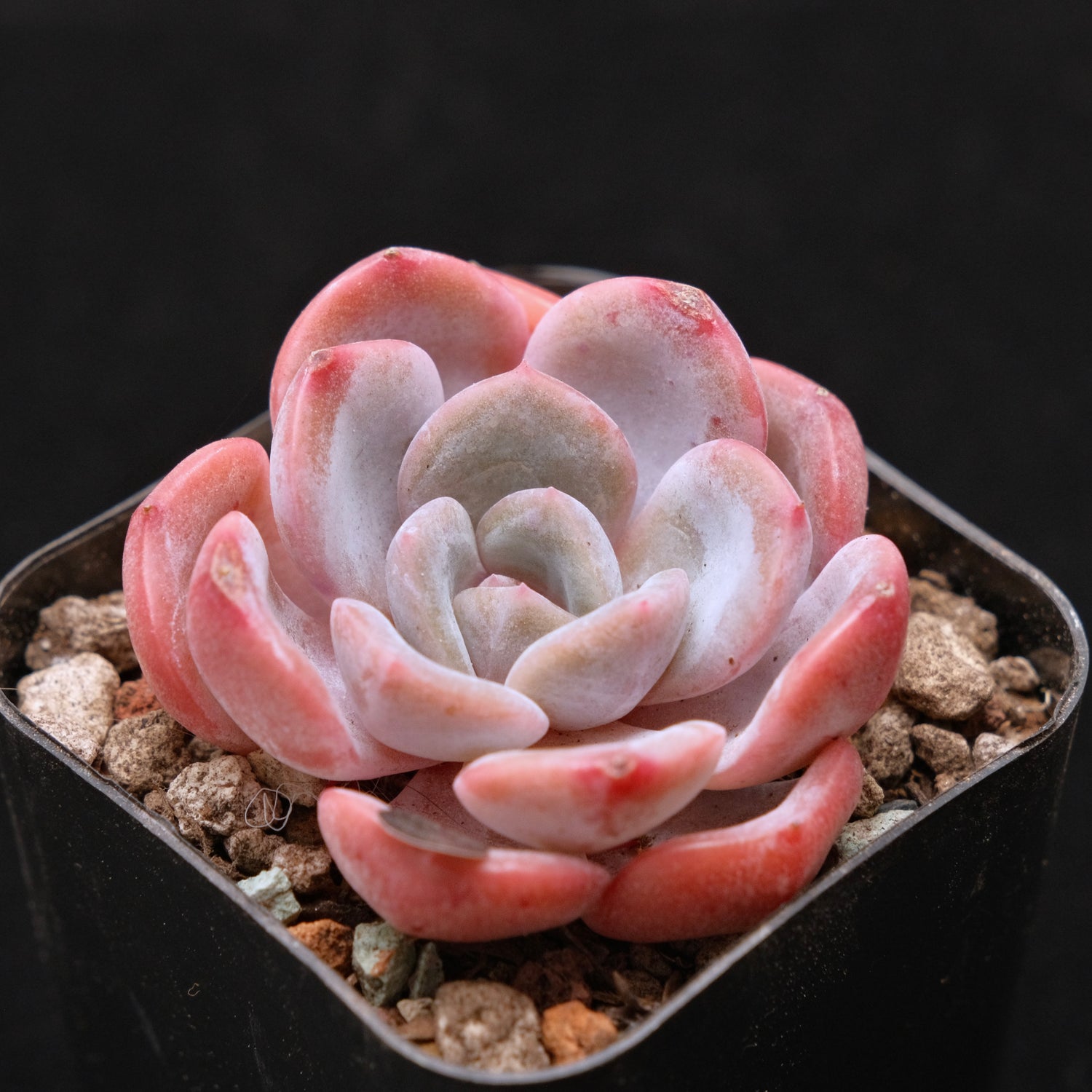 Echeveria Winter Flower Korean Succulent Plant 冬之花