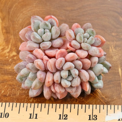 Graptoveria Amor Fati cluster Imported Succulent Plant