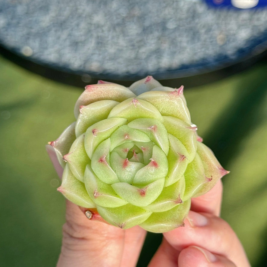 Echeveria Malgan Succulent Plant C