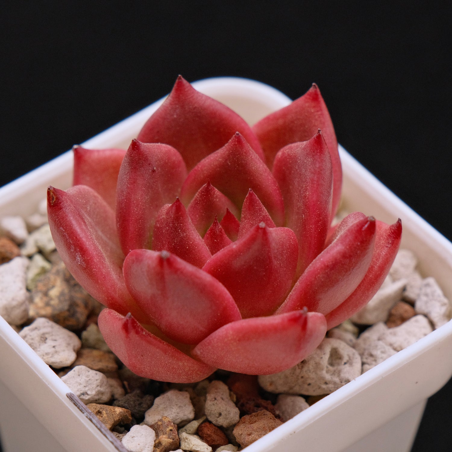 Echeveria Somnium Korean Succulent Plant