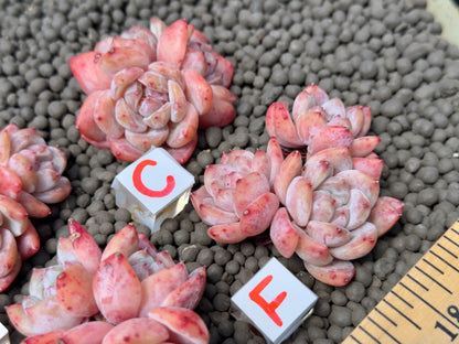 Triple Echeveria Monroe Imported Succulent Plant