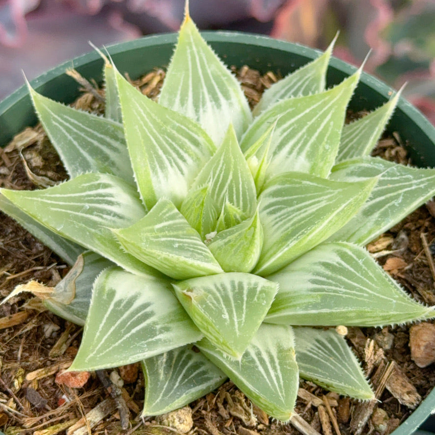 Variegated haworthia grey ghost Succulent Plant