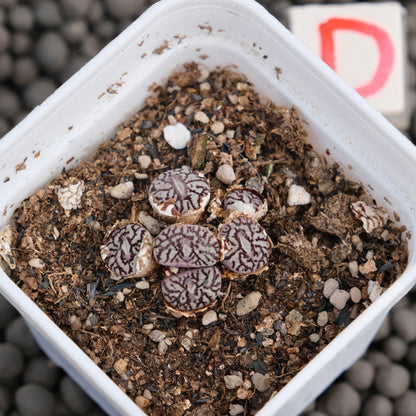 Conophytum minimum wittebergense Imported Succulent Plant