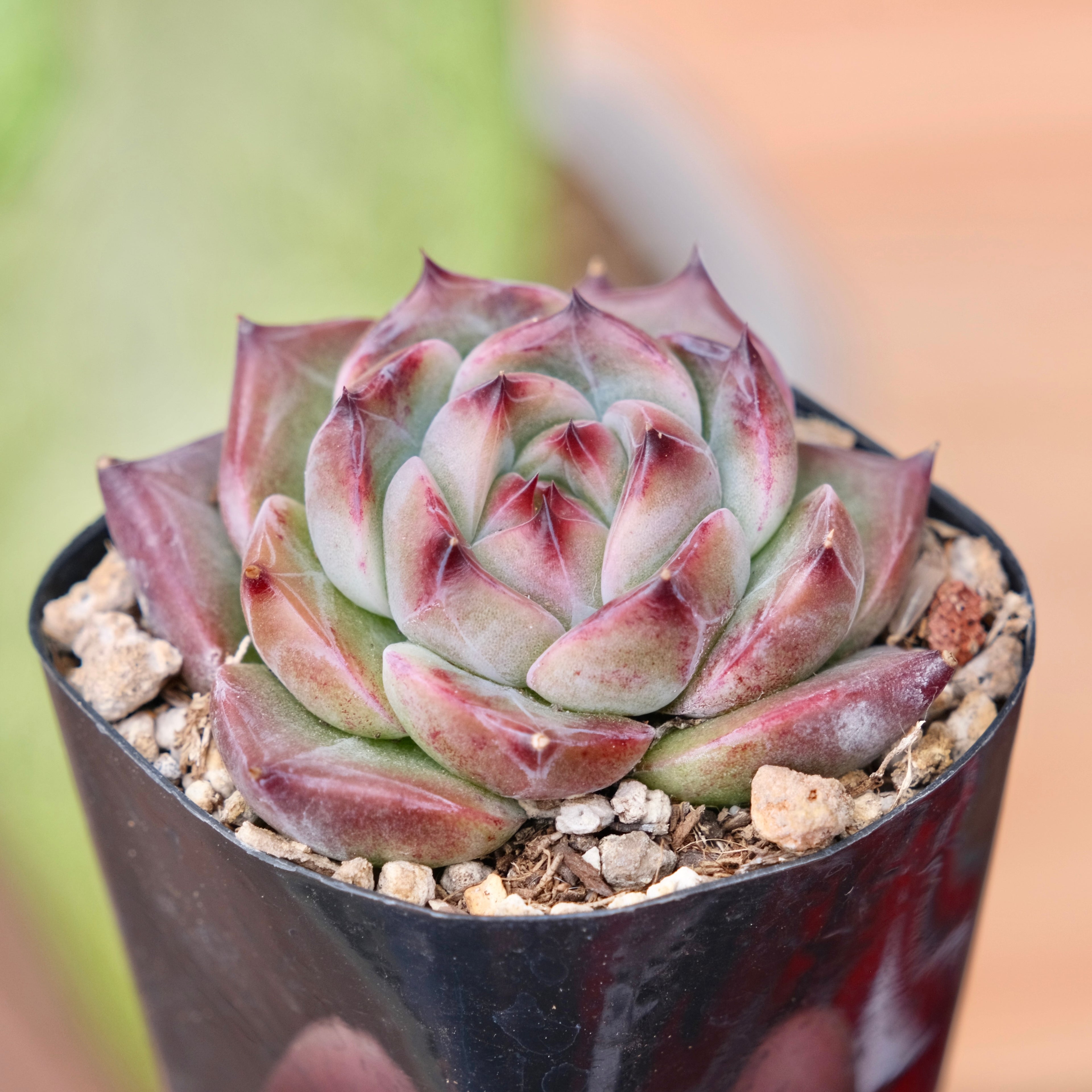Echeveria Pink Champaign x Colorata Korean Succulent Plant