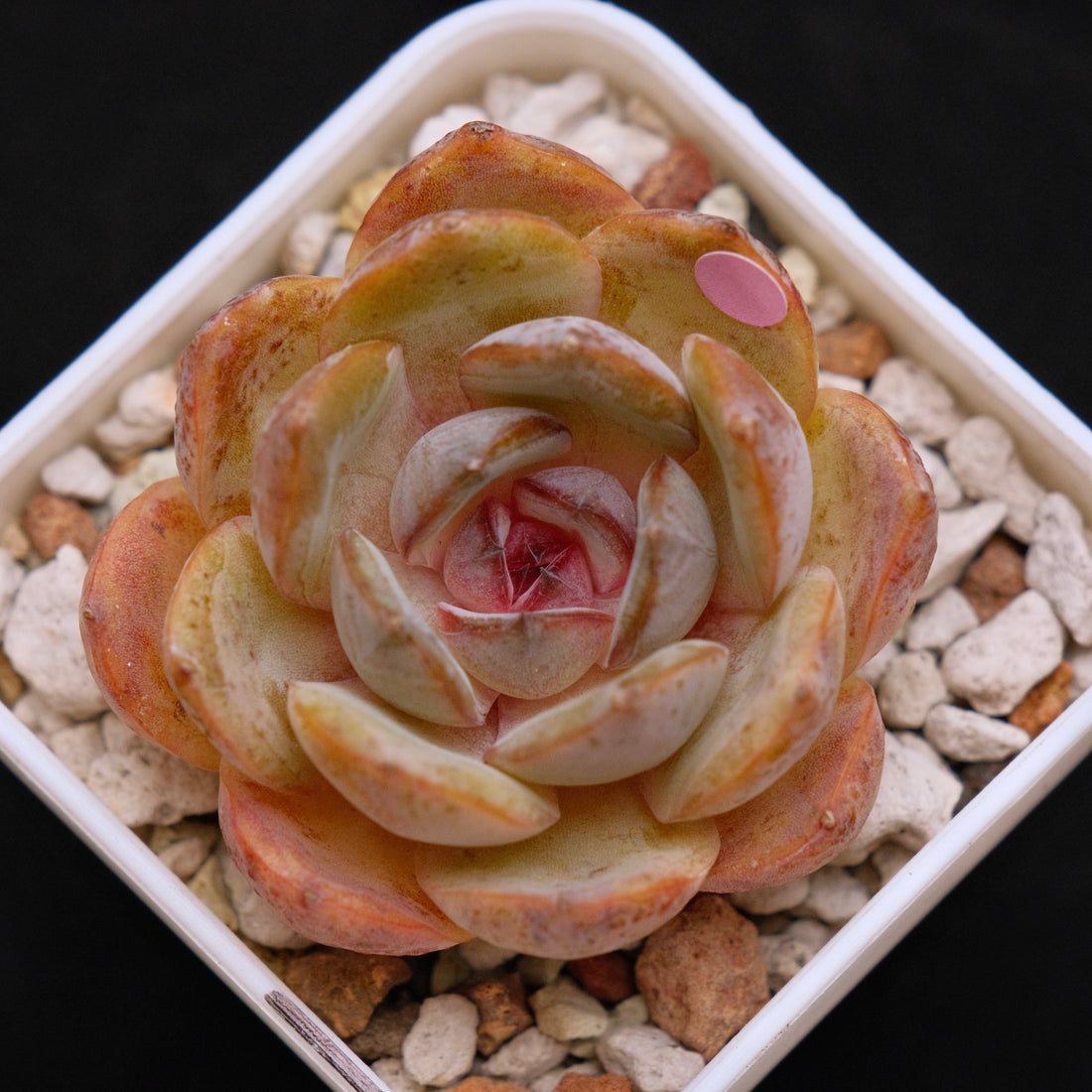 Echeveria Mirine Korean Succulent Plant